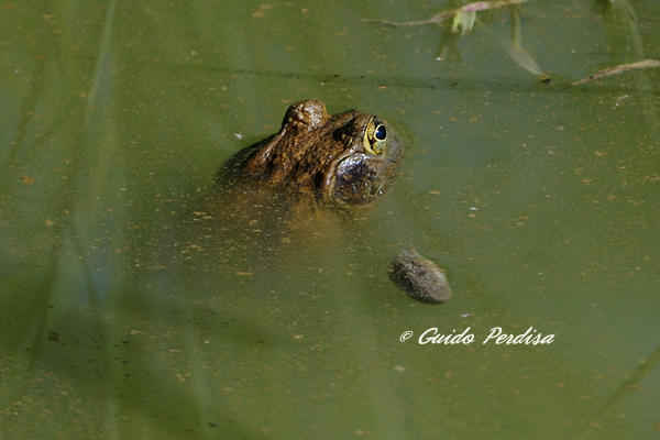 Aiuto ID Anfibio 1 - Lithobates caresbeianus juv.